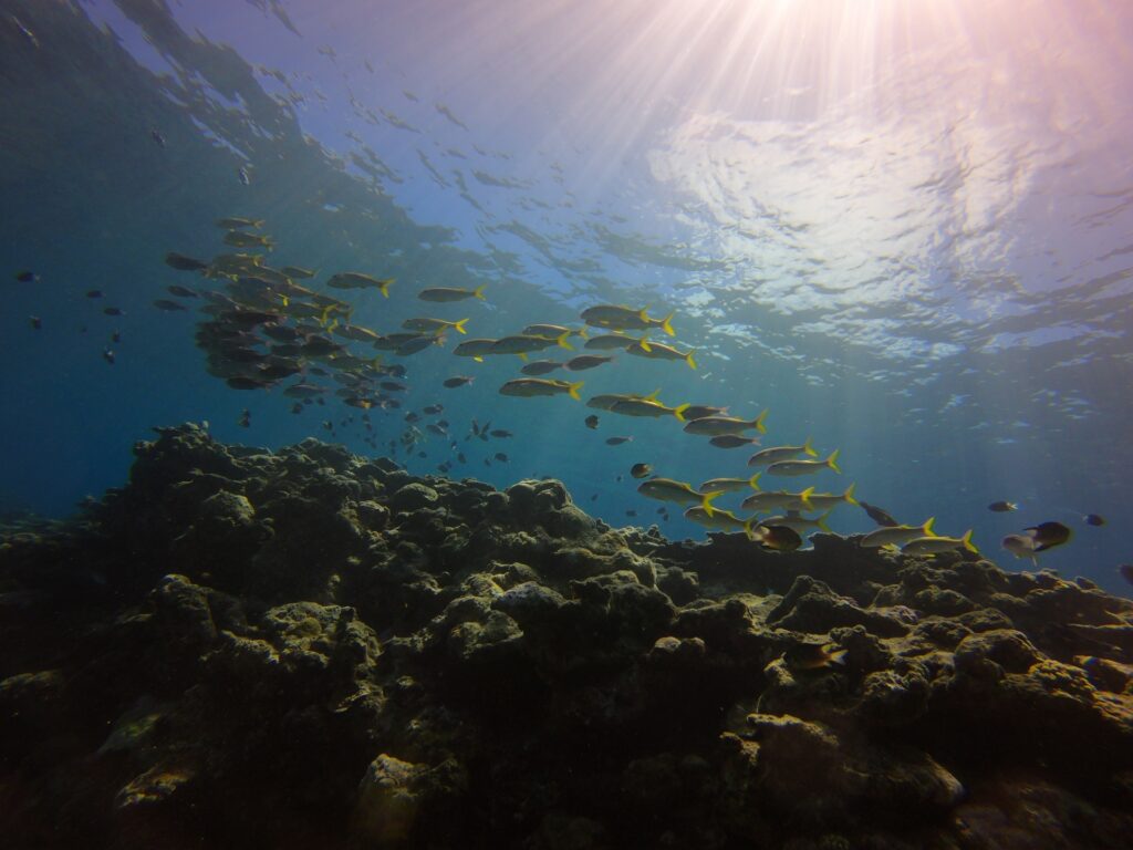 ウォータースポーツ